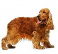 /album/fotky-plemien/anglicky-kokerspaniel-jpg/